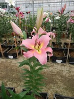 [4518 PO106 Aventino No01.JPG]